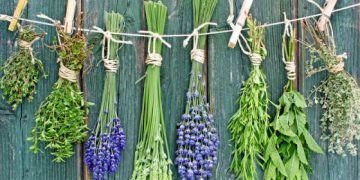 Renforcer les cheveux avec des herbes